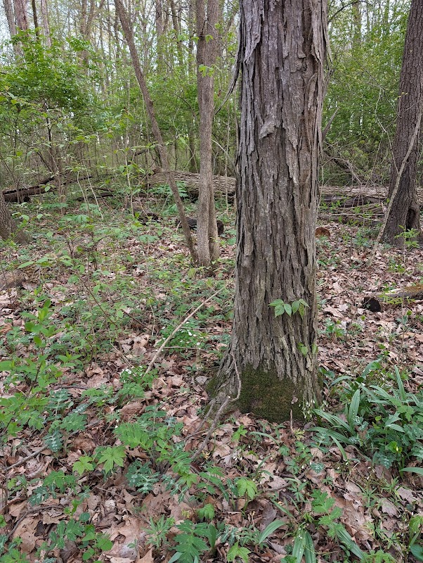Battelle Darby Creek Metro Park Indian Ridge Picnic Area