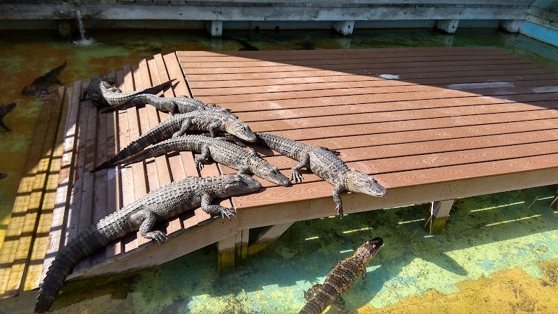 Gatorland