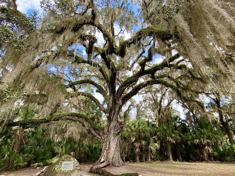 Fairchild Oak