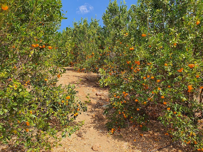 Sunmist Tangerine Farm
