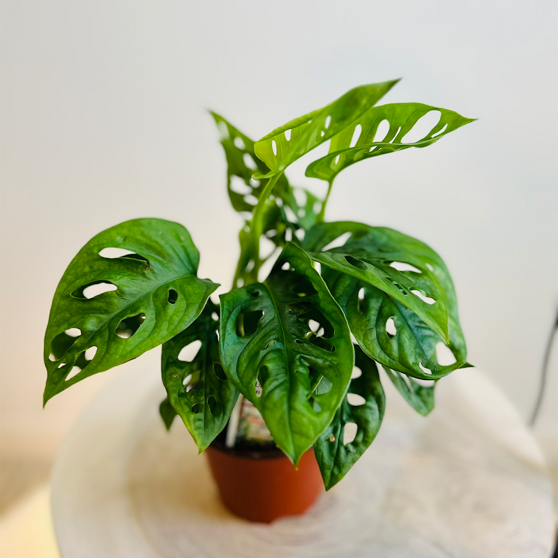 the green corner