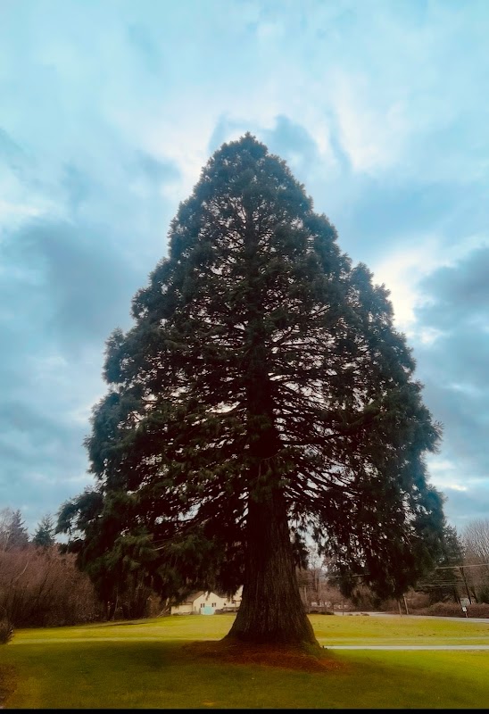 Floyd's Big Badass Sequoia