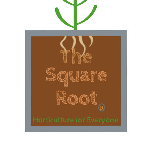 TheSquareRoot