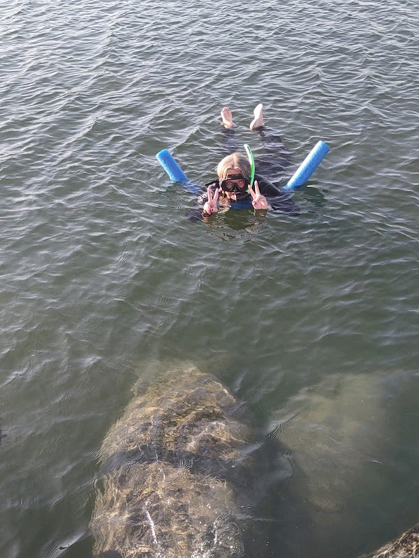 Snorkeling With Manatees