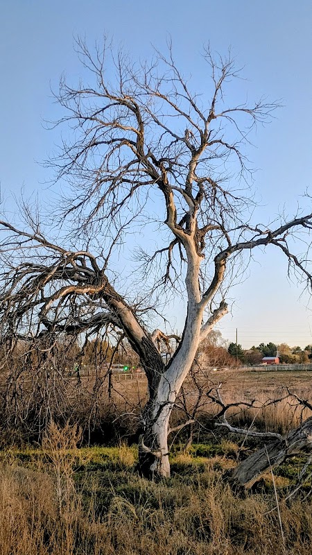 Grapevine Open Space