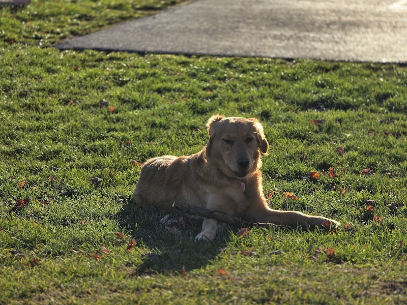 Gerald P Van Lieu Town Park