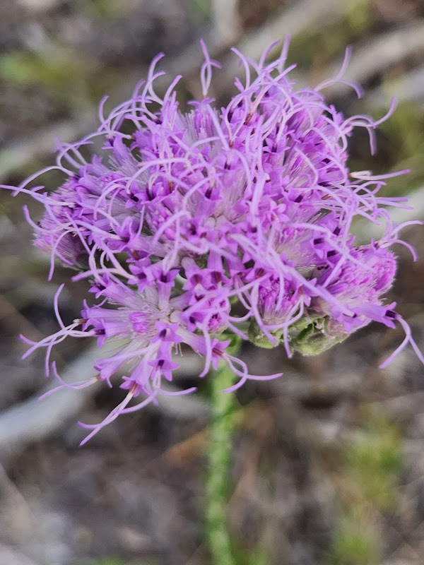 Oakleaf Community Park