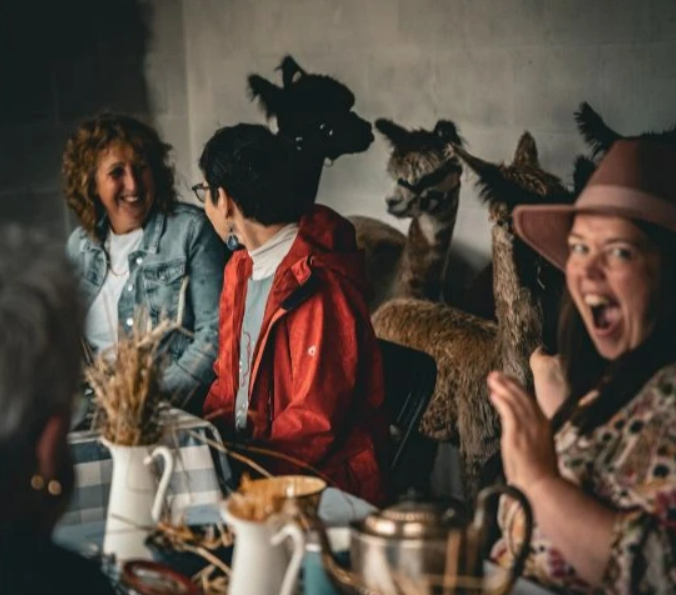 Macclesfield Alpacas