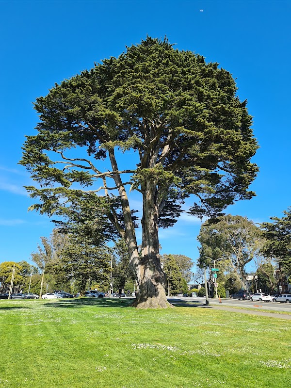 Uncle John’s Tree