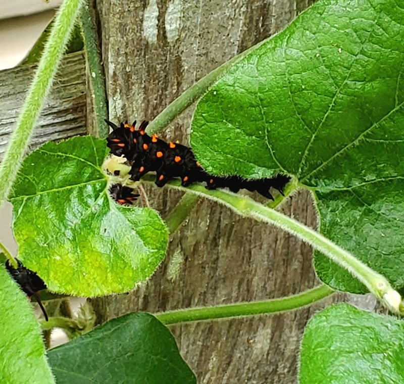 Hallberg Butterfly Garden
