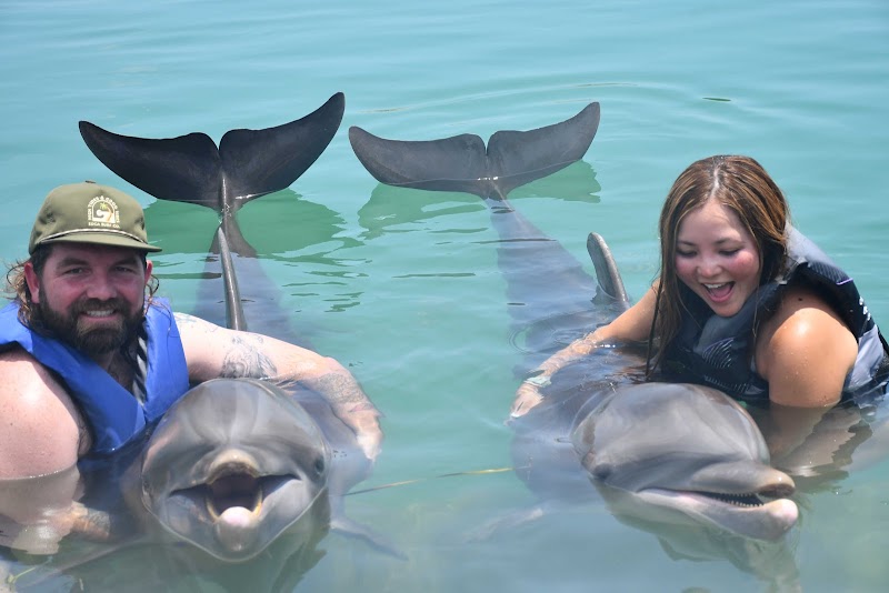 Florida Keys Swim with Dolphin Tours and Tickets