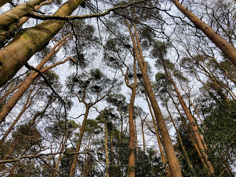 Coryton Heronry