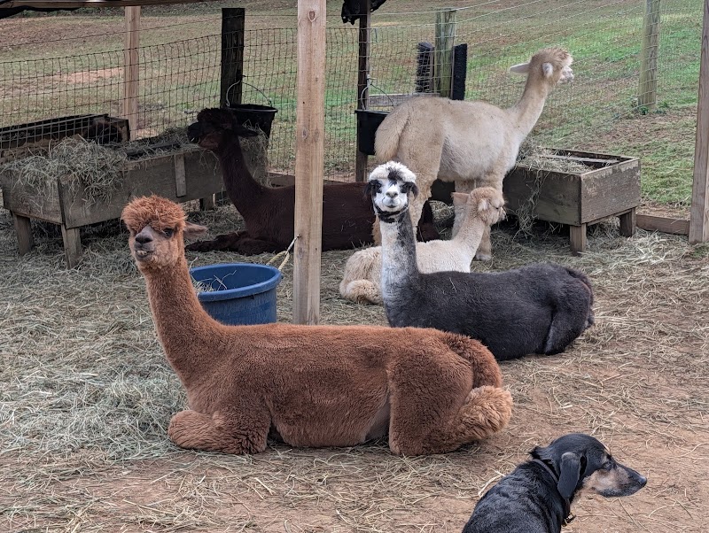 Trotter Hill Alpacas