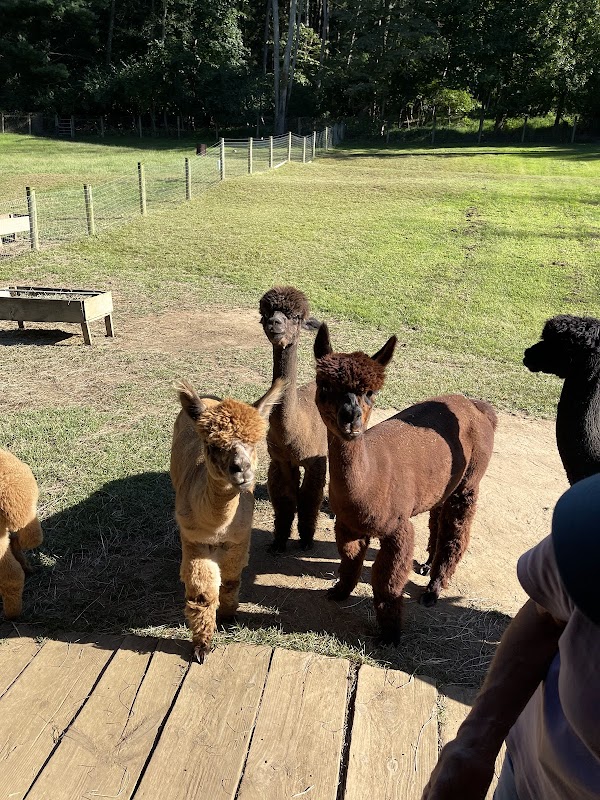 Trotter Hill Alpacas