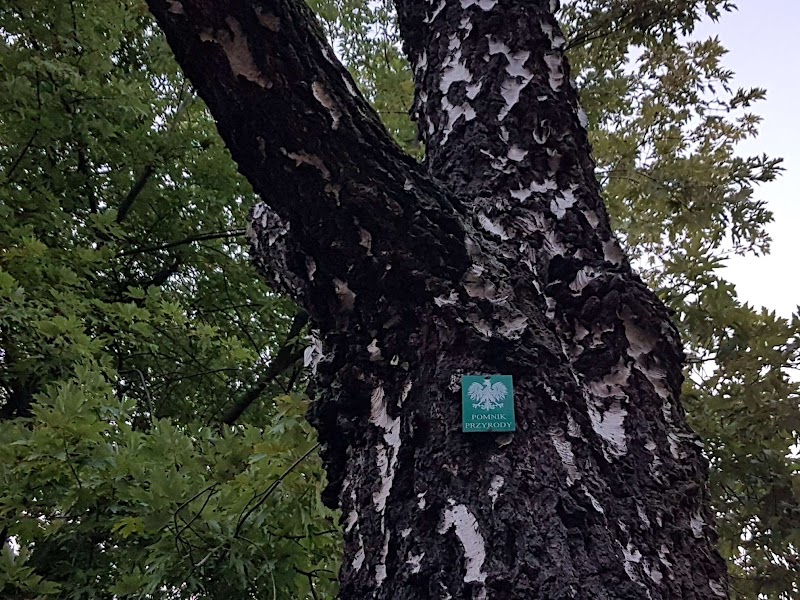 Pomnik przyrody