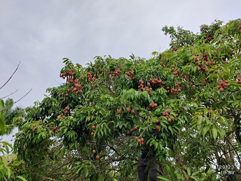 Dan's lychee orchard
