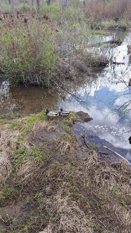 Bronson Creek Greenway