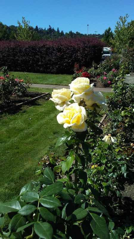 Sara Hite Rose Garden