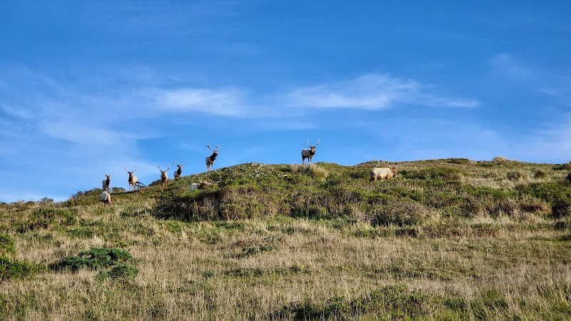 Tomales Point Trail