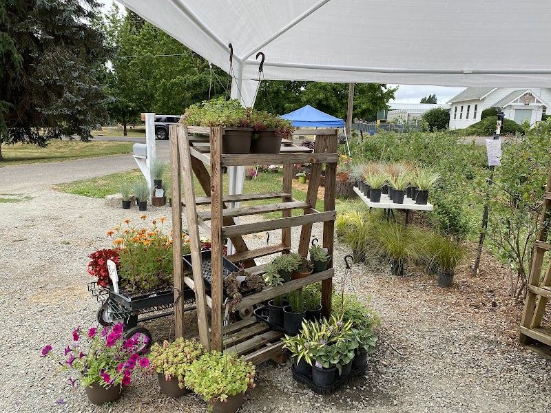 Gall shrubs Blueberry and Flowers Upick Farm