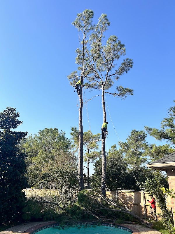MDJA tree service