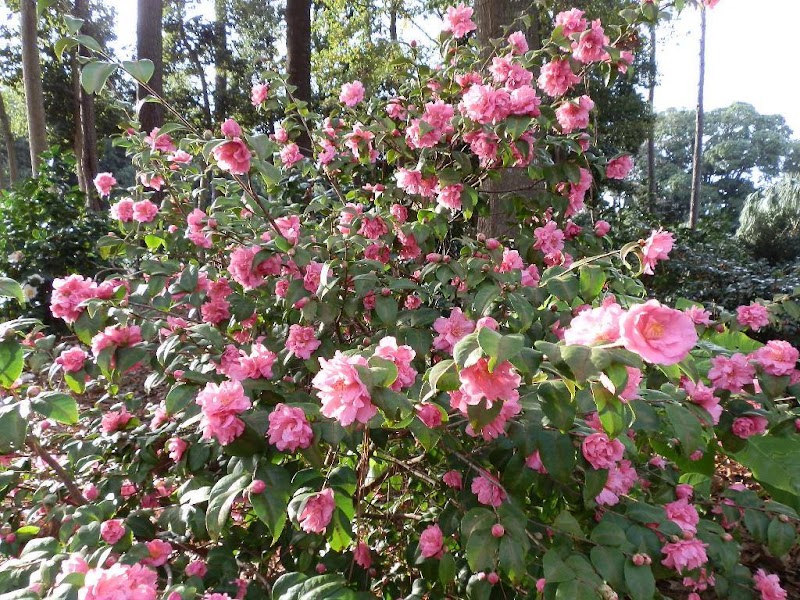 Coastal Georgia Botanical Gardens at the Historic Bamboo Farm