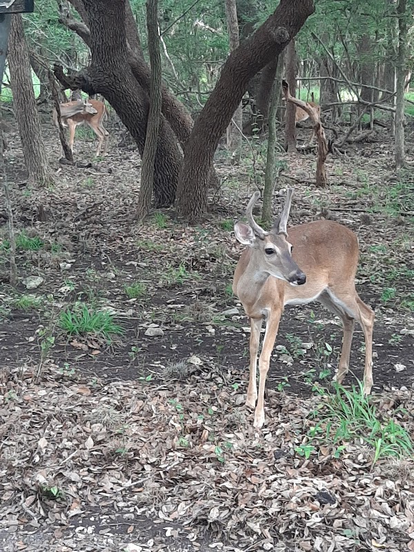 Lorence Creek Park