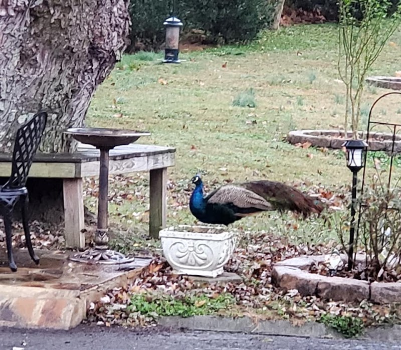 Jeff Crawford Quantum Light Shamanic Healing