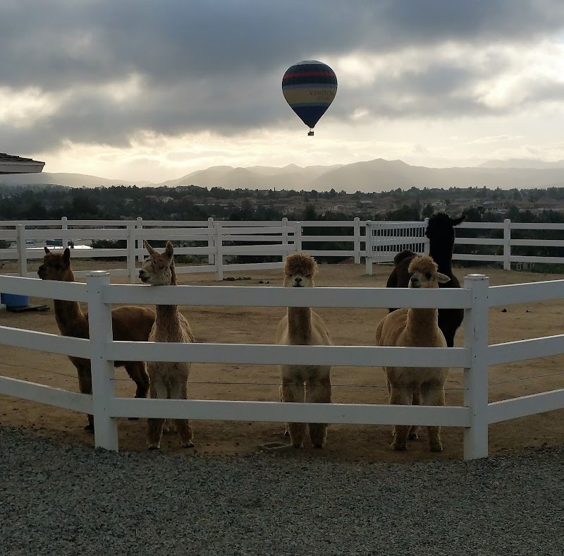 The Alpaca Hacienda in Temecula Valley