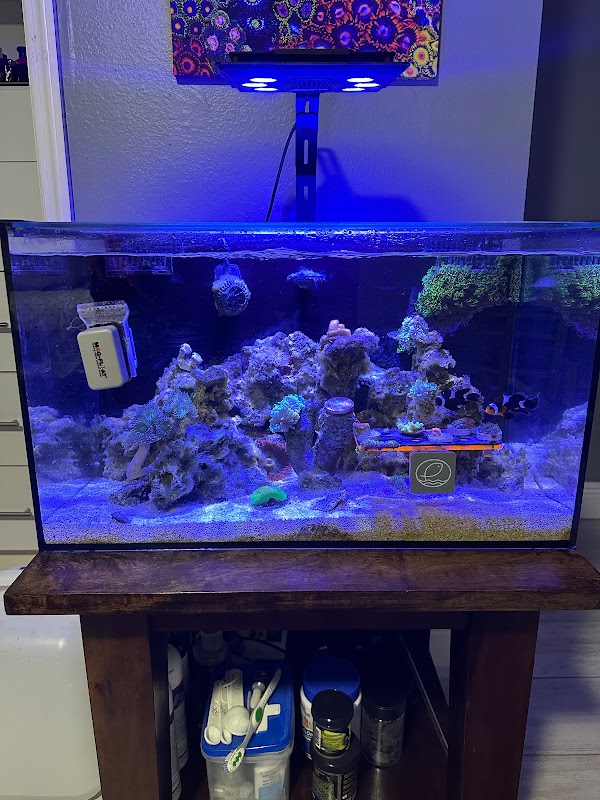 Valencia aquarium maintenance