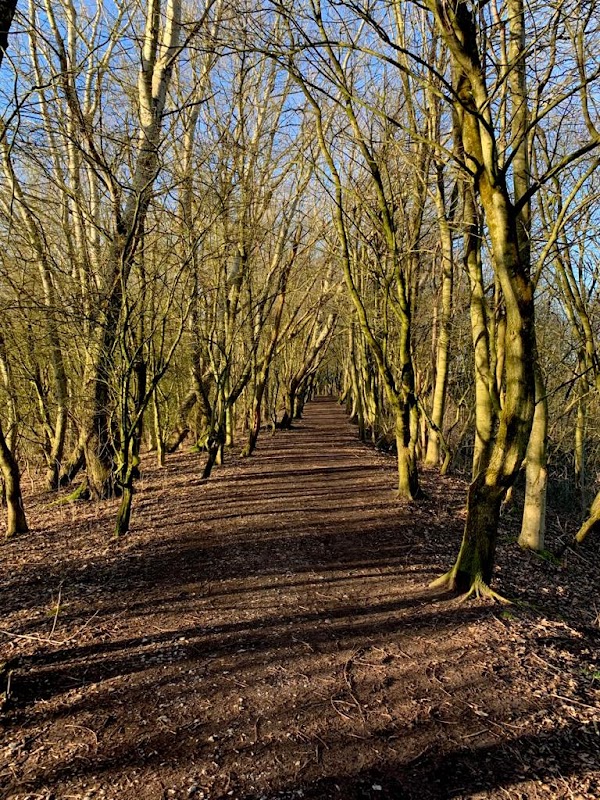 Furey Woodland