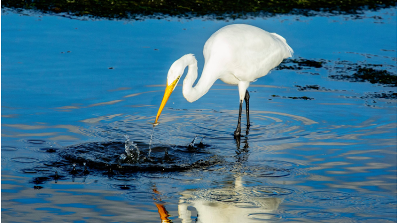 San Dieguito River Valley Conservancy