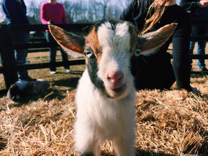 Cricket's Mobile Petting Zoo