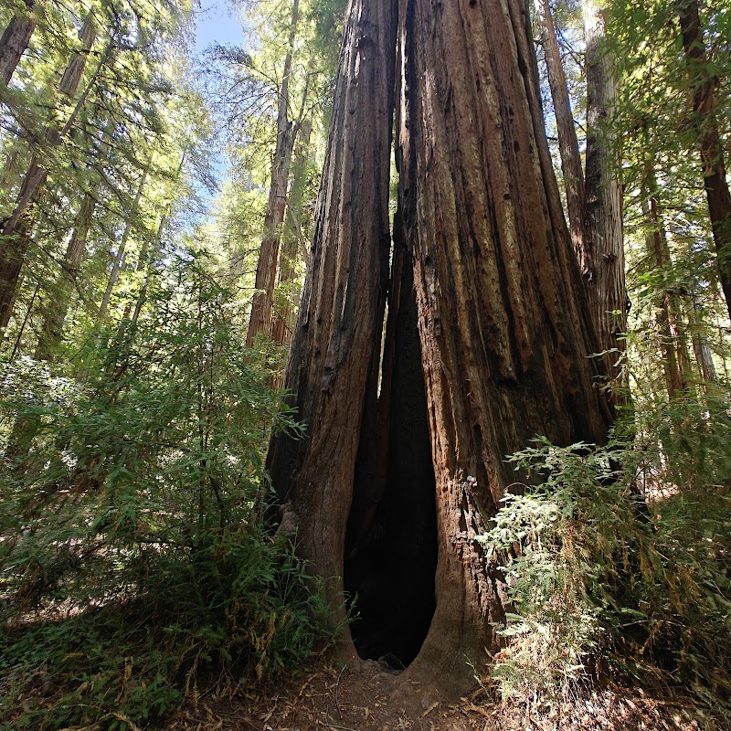 Roys Redwoods Preserve
