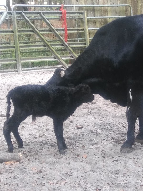 Short-a-buck Ranch -Wagyu cattle