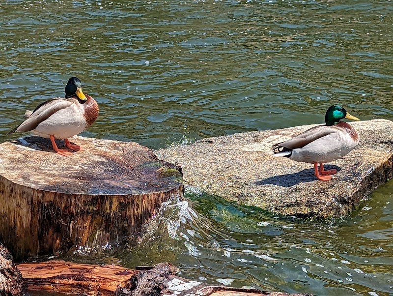 Lake Gregory Regional Park
