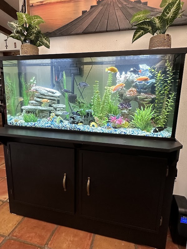 Robert’s Freshwater Aquarium Maintenance