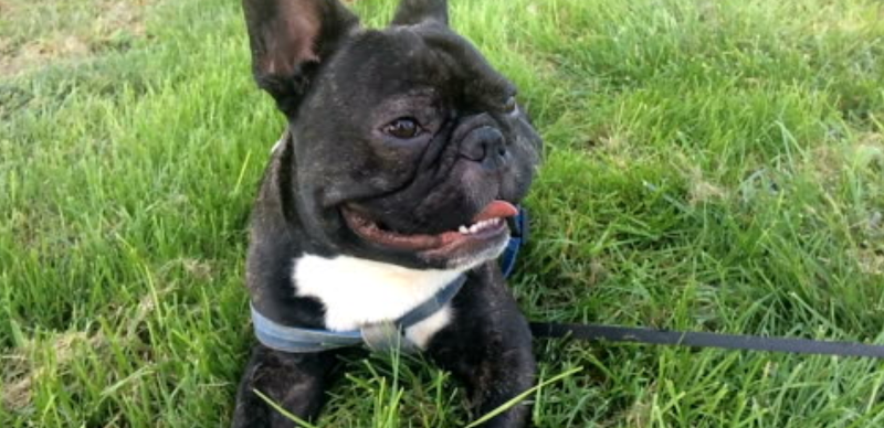 Greenfield Treestand