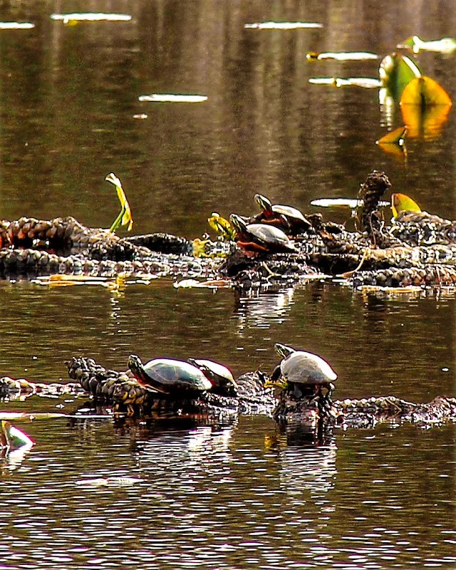 Clay Pit Ponds Interpretive Center