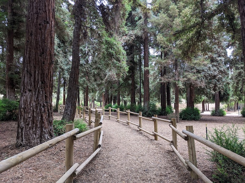 Redwood Grove