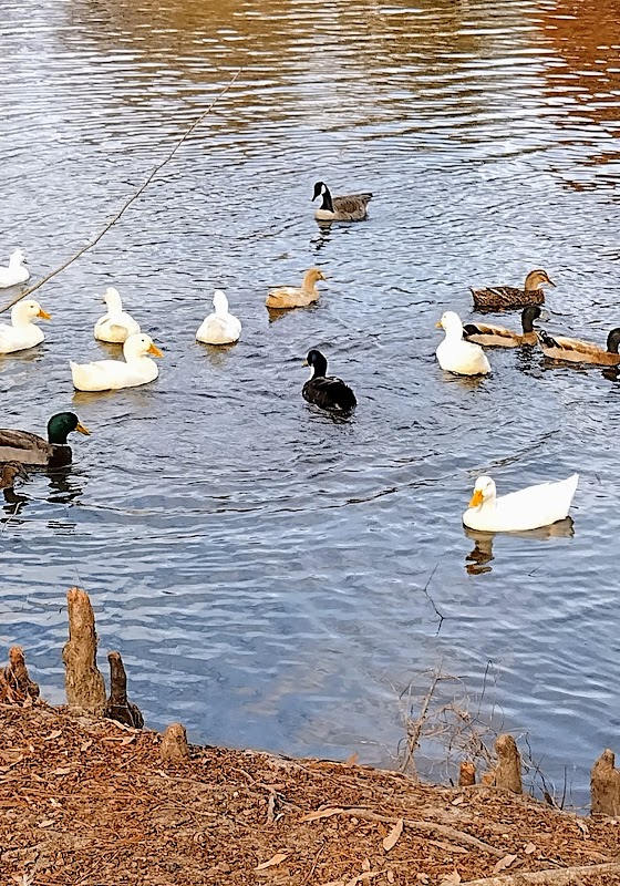 Toisnot Park