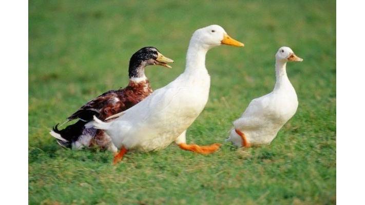 Florida Madagascar Exotic Zoo and Sanctuary