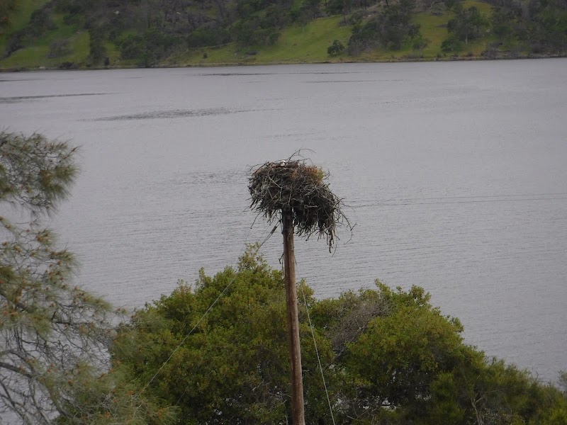 Napa Osprey