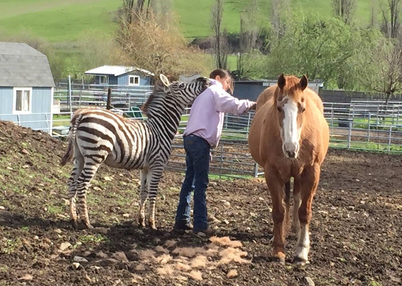 American Made Miniatures Farm Sanctuary 501c3