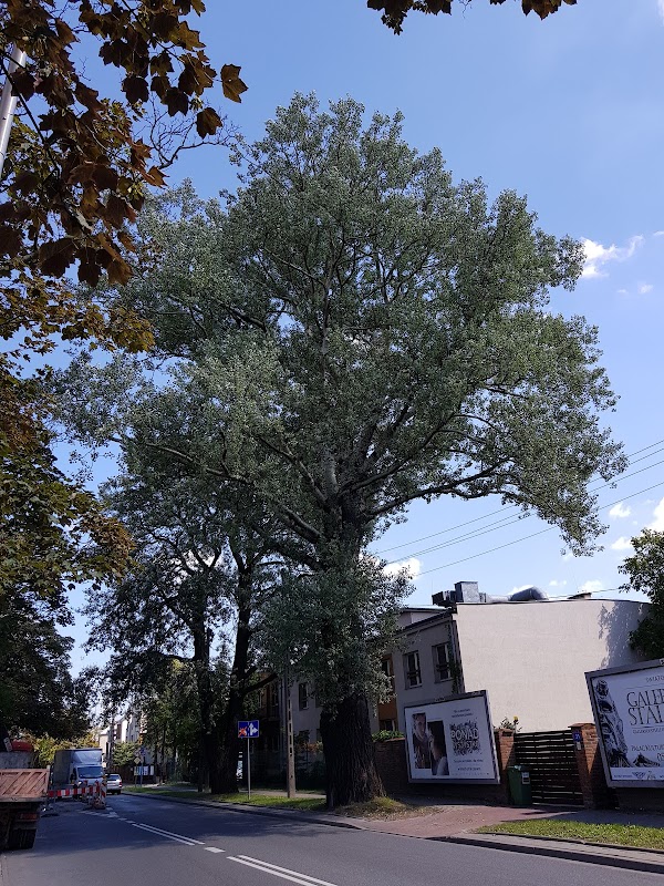 Pomnik Przyrody - dwie topole białe