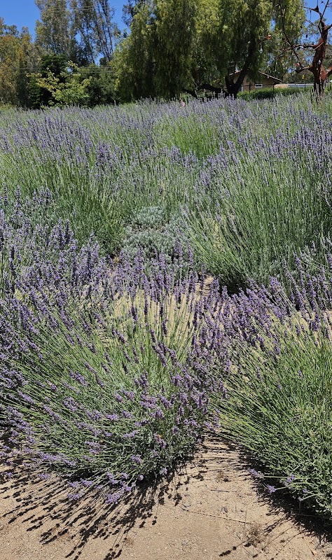 Ross Lake Lavender Farm