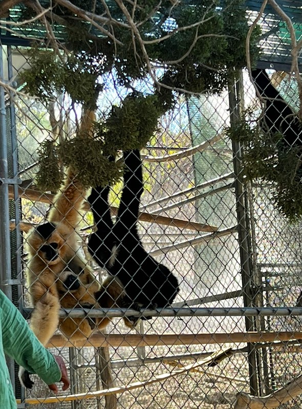 Gibbon Conservation Center