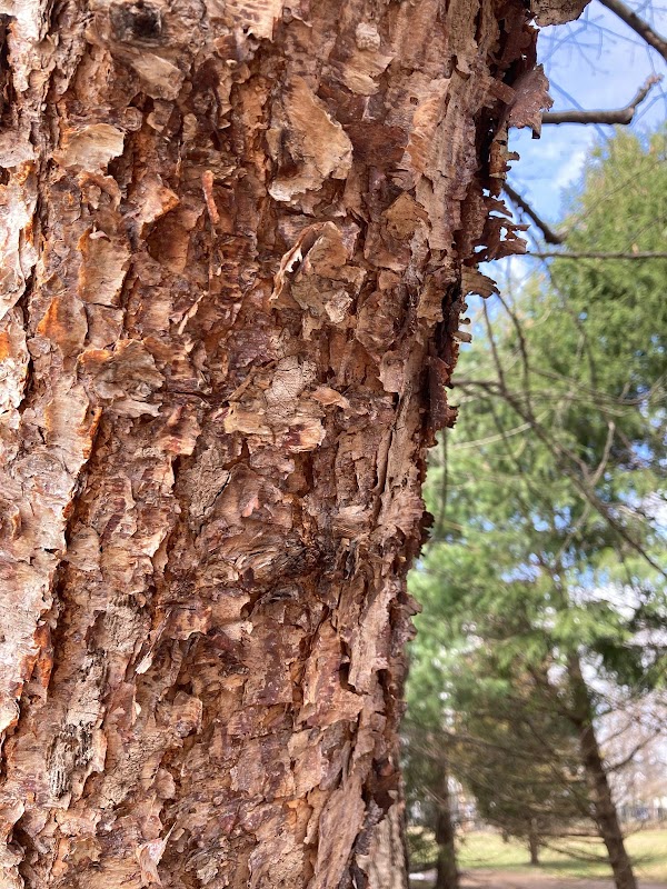 River Birch tree in Veterans Park