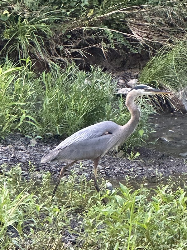 Tucker Creek Trail: Bainbridge Park Trailhead