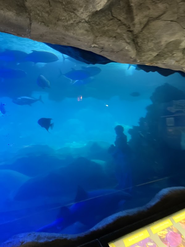 Sea Life Caverns